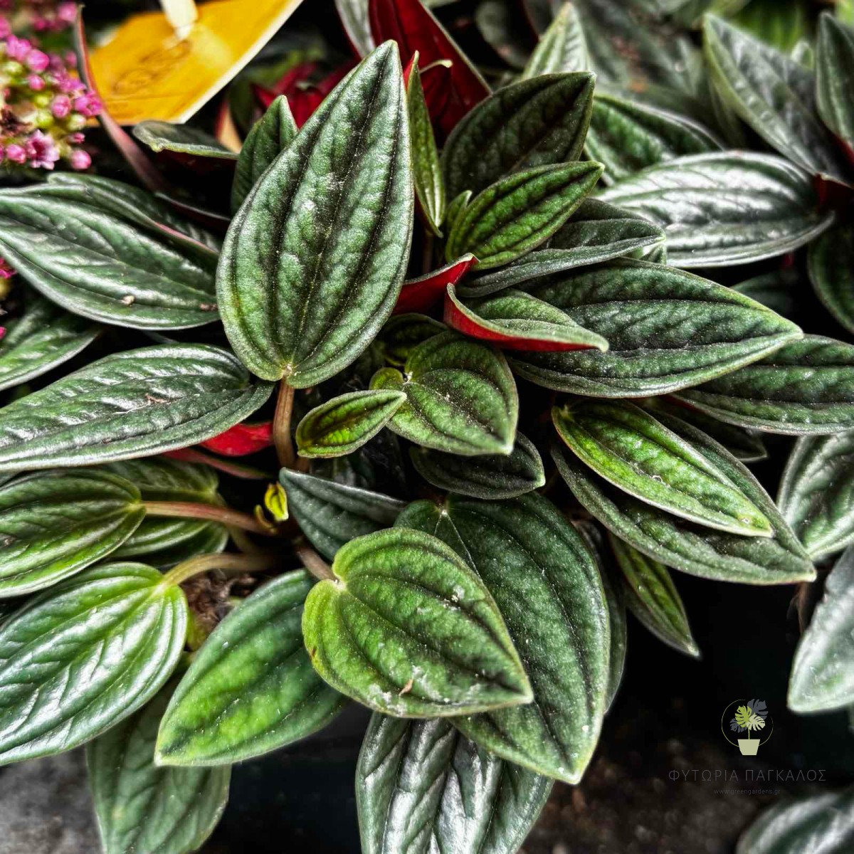 Peperomia Rosso | Πεπερόμια με Κόκκινο & Πράσινο Φύλλωμα - 12 cm